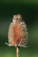 Eurasian harvest mouse