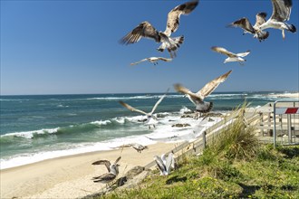 Seagulls on Praia das Caxinas beach