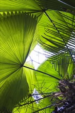Close up big palm leaves fan shape