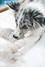 Female veterinarian applying white bandaged dog s paw limb