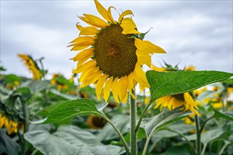 Flowering sunflower