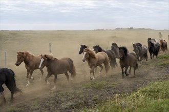 Running Icelandic horses
