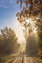 Sunbeams shining through the foliage on a dirt road in the countryside at autumn