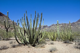 Organ pipe cacti in the Sonoran desert