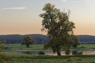 Morning atmosphere in the Elbe floodplain near Darchau in the Elbe River Landscape UNESCO Biosphere Reserve. Amt Neuhaus