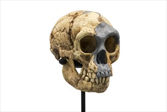 Skull replica of Homo floresiensis
