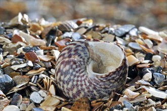 Pennant's top shell