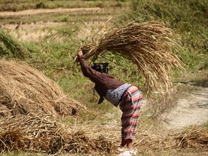 Woman in traditional dress threshing rice bundles in front of rice field