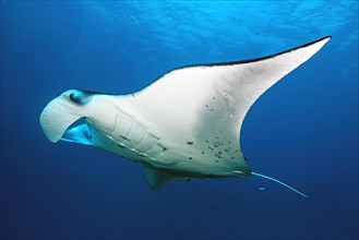 Big ray Manta ray pelagic manta ray