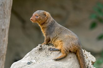 Captive common dwarf mongoose