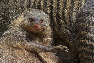 Surprised banded mongoose