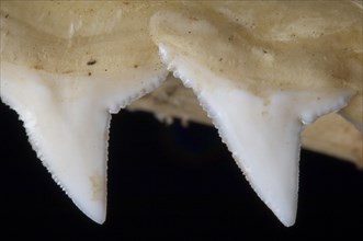 Shark upper jaw showing serrated teeth