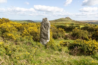 Weathered standing stone Celtic cross with flowering gorse