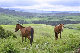 Drakensberg Mountain Range and two brown horses in the countryside of the Injisuthi area in KwaZulu-Natal