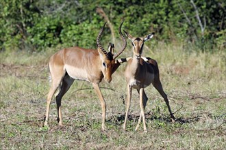 Male placing leg on back of female impala