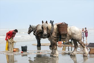 Shrimpers and draught horses
