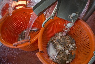 Bycatch like small fish and crabs sorted in plastic baskets on shrimp boat fishing for shrimps on the North Sea