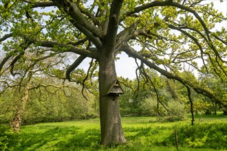 Owl box on trunk of mature oak tree