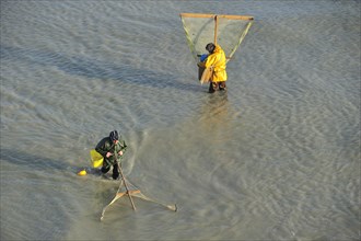 Shrimpers fishing for shrimps with shrimping net along the beach at Le Treport