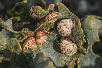 Colony of invasive white garden snails