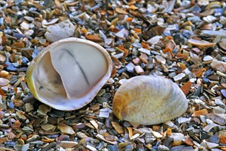 American slipper limpets
