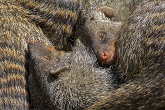 Snuggling banded mongooses