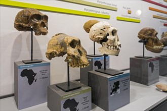 Collection of prehistoric Homininae skull replicas