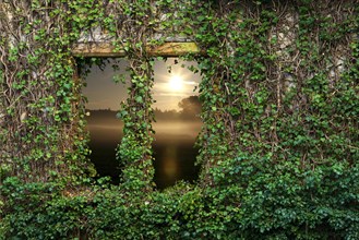 Windows overgrown with ivy