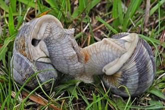 Edible snails