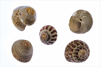 Collection of Trochidae with Pennant's top shell