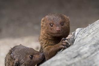 Close up of two common dwarf mongooses