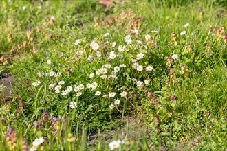 Daisies in flower 'Bellis perennis' growing in uncut lawn during No Mow may