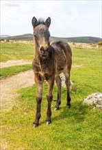 Dartmoor pony foal