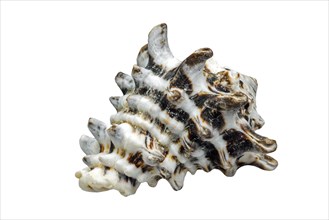 (Vasum turbinellus), tropical sea snail, marine gastropod mollusk native to the Indo-Pacific Ocean