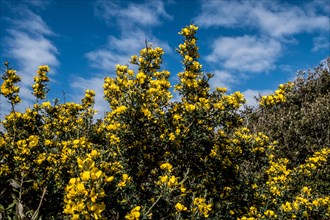 Spring on Corsica: Flowering broom bushes on the Mediterranean island of Corsica