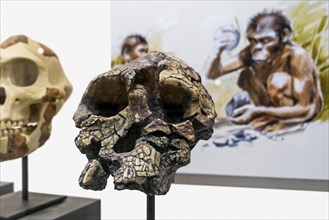 Skull replica of Toumai