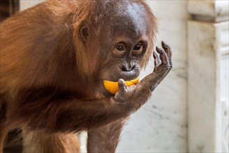 Close-up portrait of young Sumatran orangutan