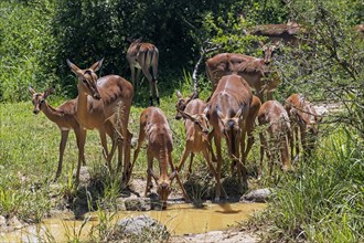 Impala females