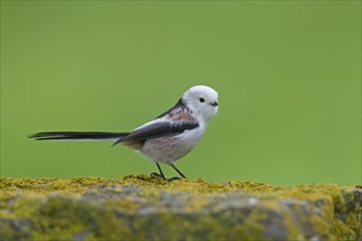 White-headed long-tailed tit