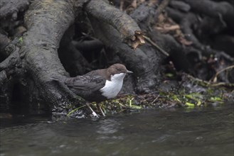 Banded white-throated dipper