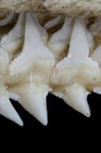 Shark upper jaw showing multiple layers of serrated teeth