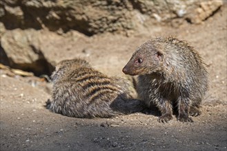 Two banded mongooses