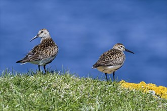 Two dunlins