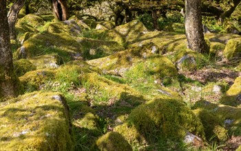 Trees in upland oakwood moss covered granite boulders