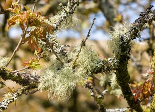 Tree moss and lichen Wistman's Wood