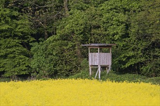 Raised stand for hunting roe deer at forest edge in rape field in spring
