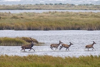 Red deer stag with females in the dunes along the Baltic Sea