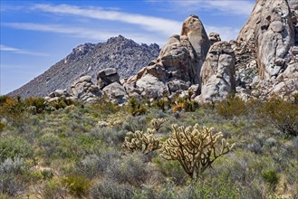 Silver cholla cacti and sagebrush scrub in the Mojave National Preserve in the Mojave Desert of San Bernardino County