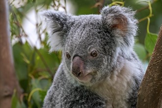 Close up portrait of koala