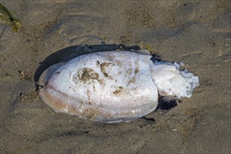 Dead European common cuttlefish